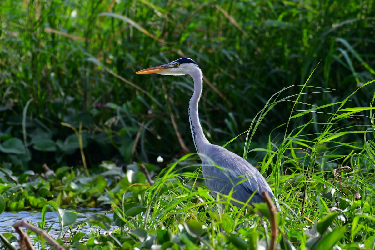 Gray Heron - ML644642168