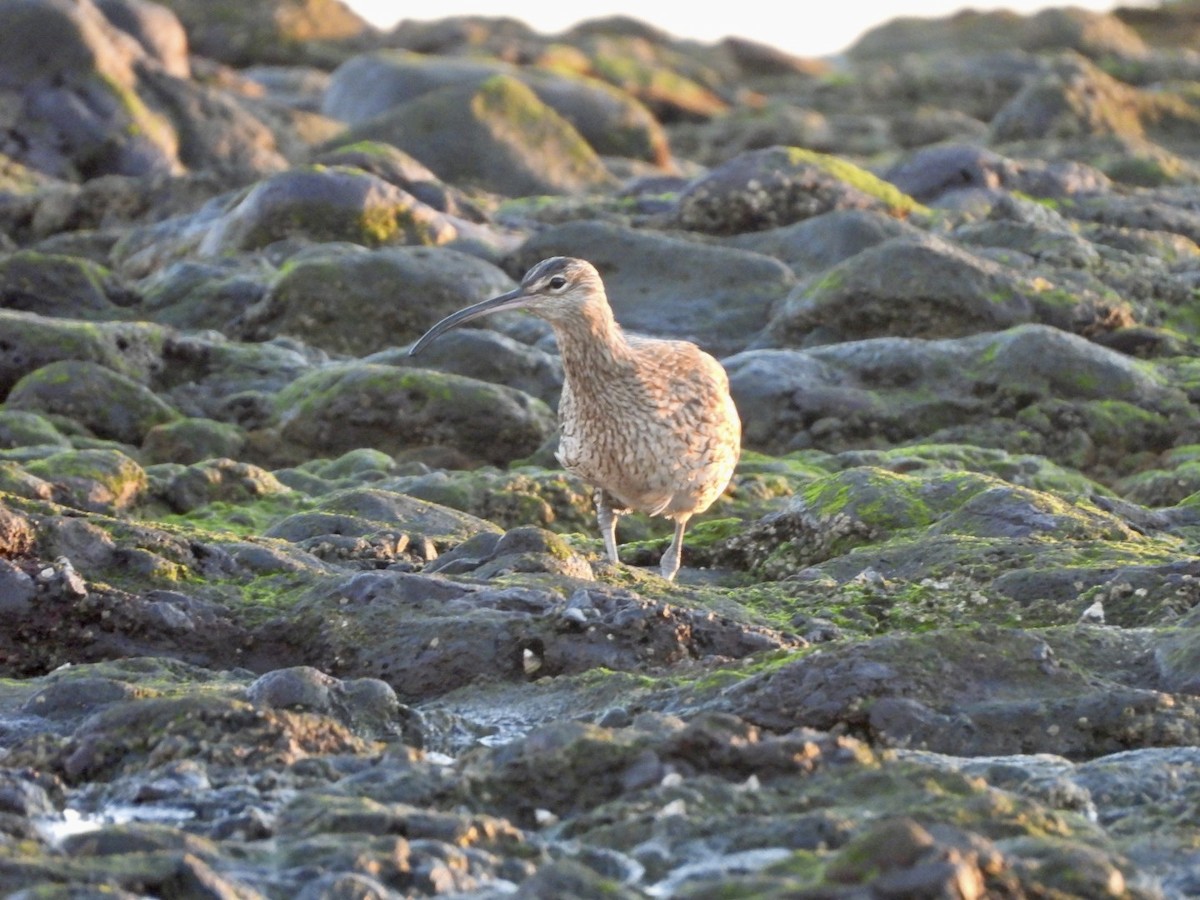 Regenbrachvogel - ML644642172