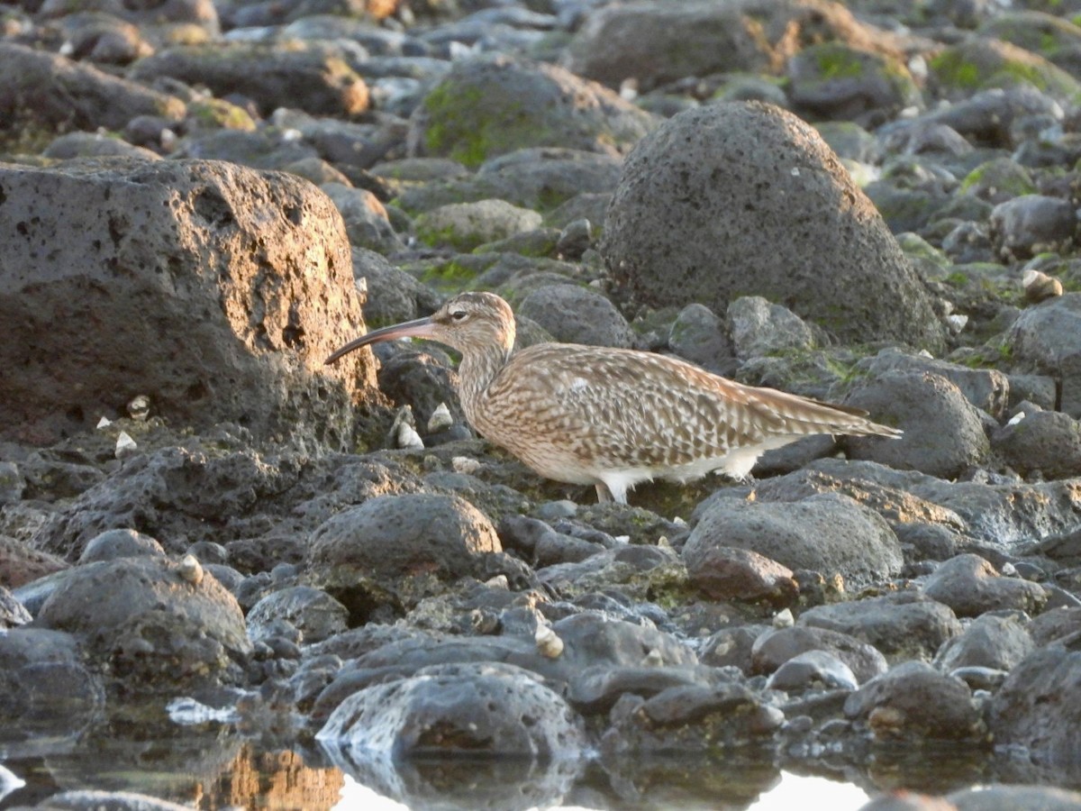 Regenbrachvogel - ML644642180
