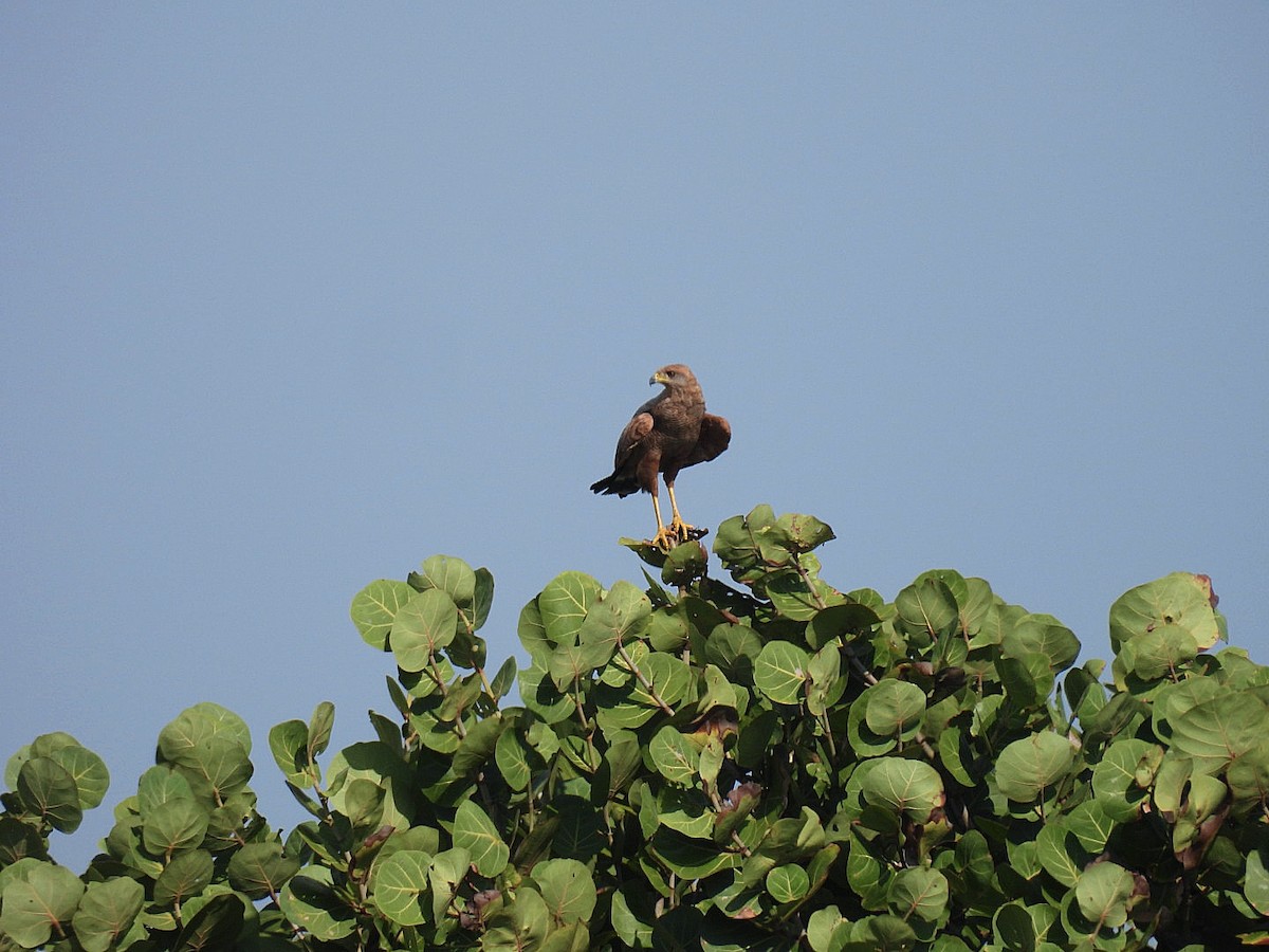 サバンナノスリ - ML644642184