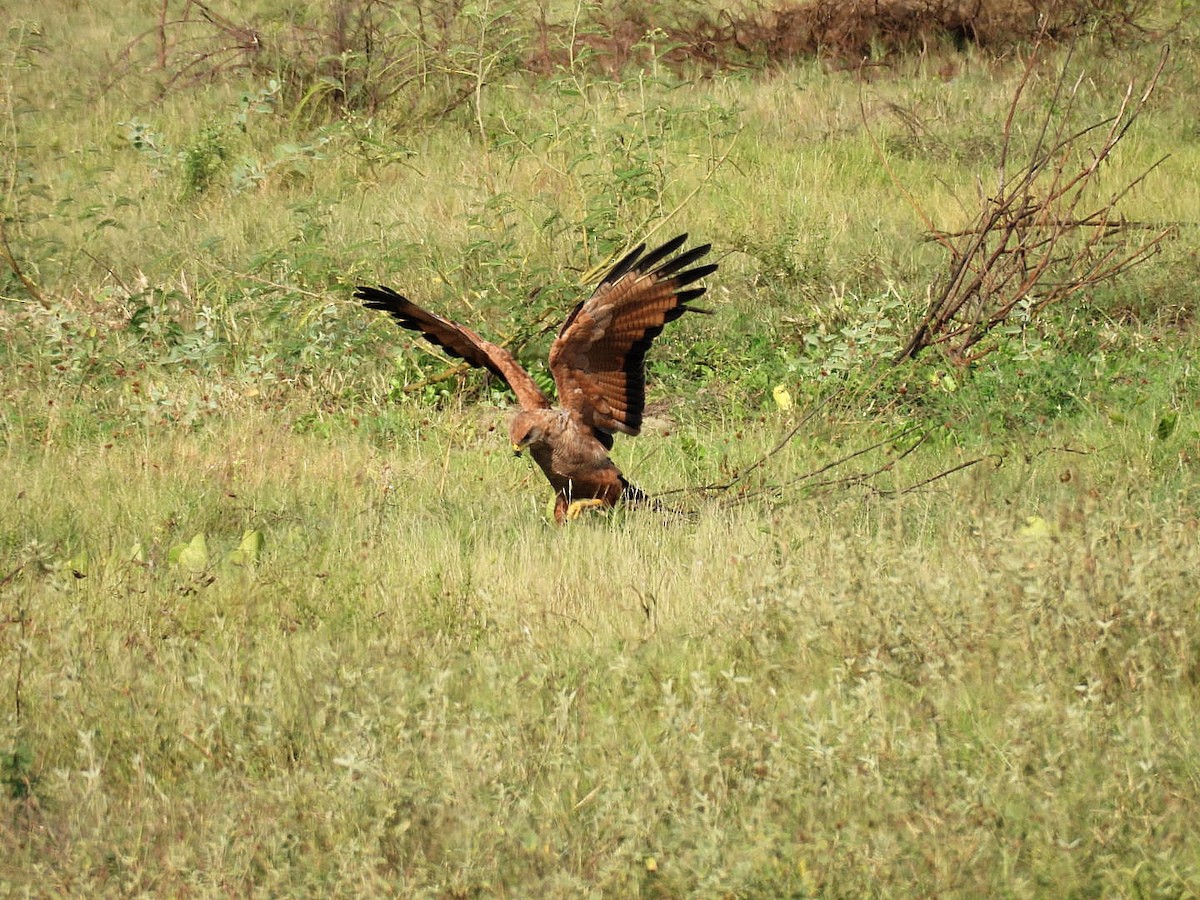 サバンナノスリ - ML644642185