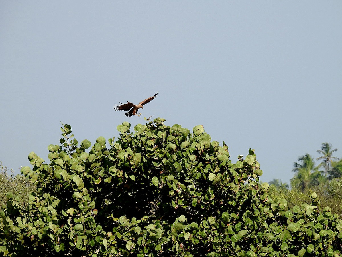 サバンナノスリ - ML644642186