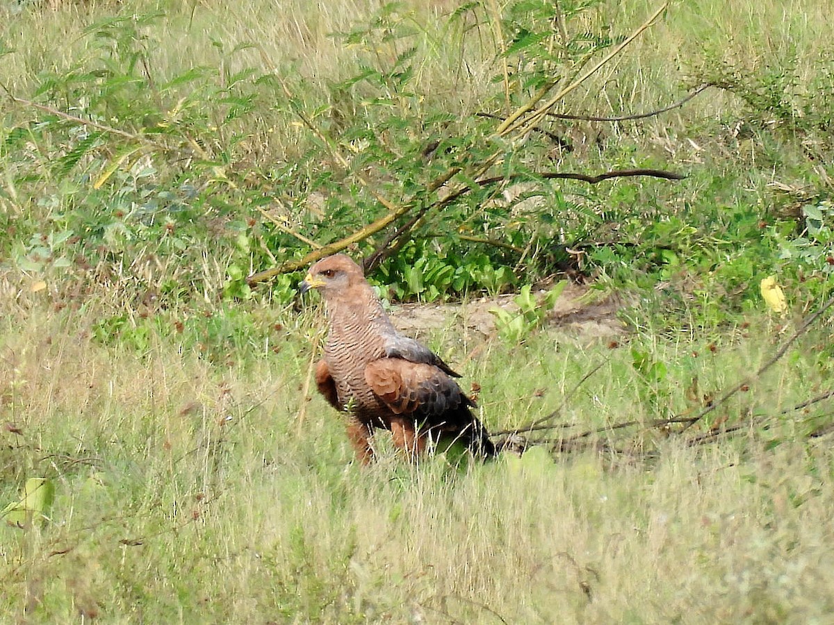 サバンナノスリ - ML644642187