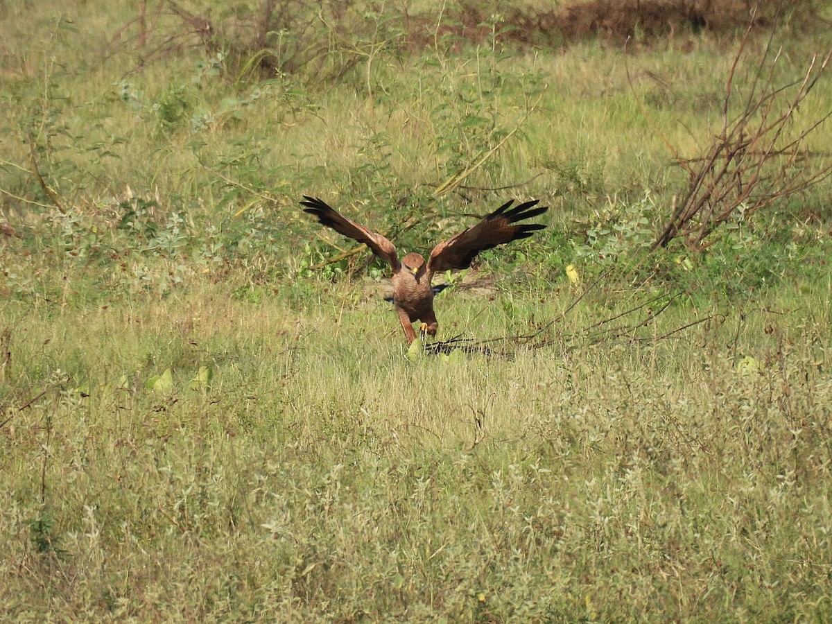 サバンナノスリ - ML644642188