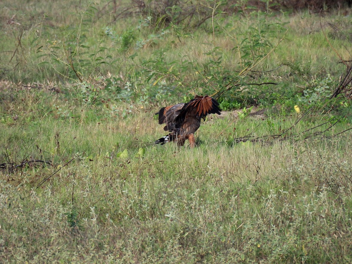 サバンナノスリ - ML644642189