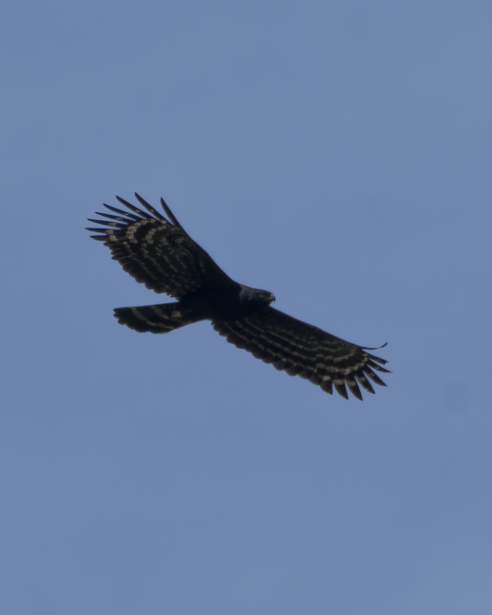 Black Hawk-Eagle - ML644642192