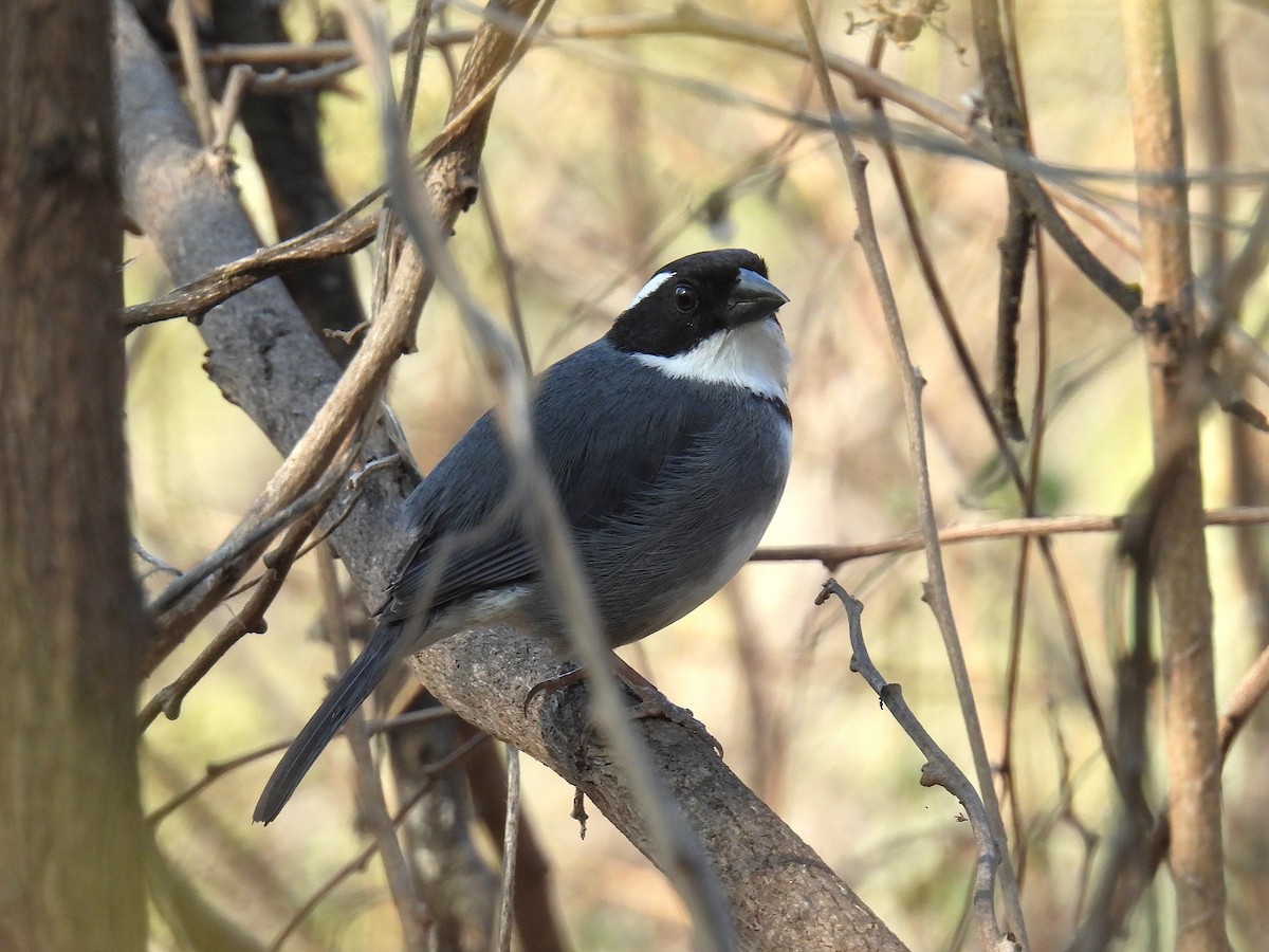 Black-capped Sparrow - ML644642209