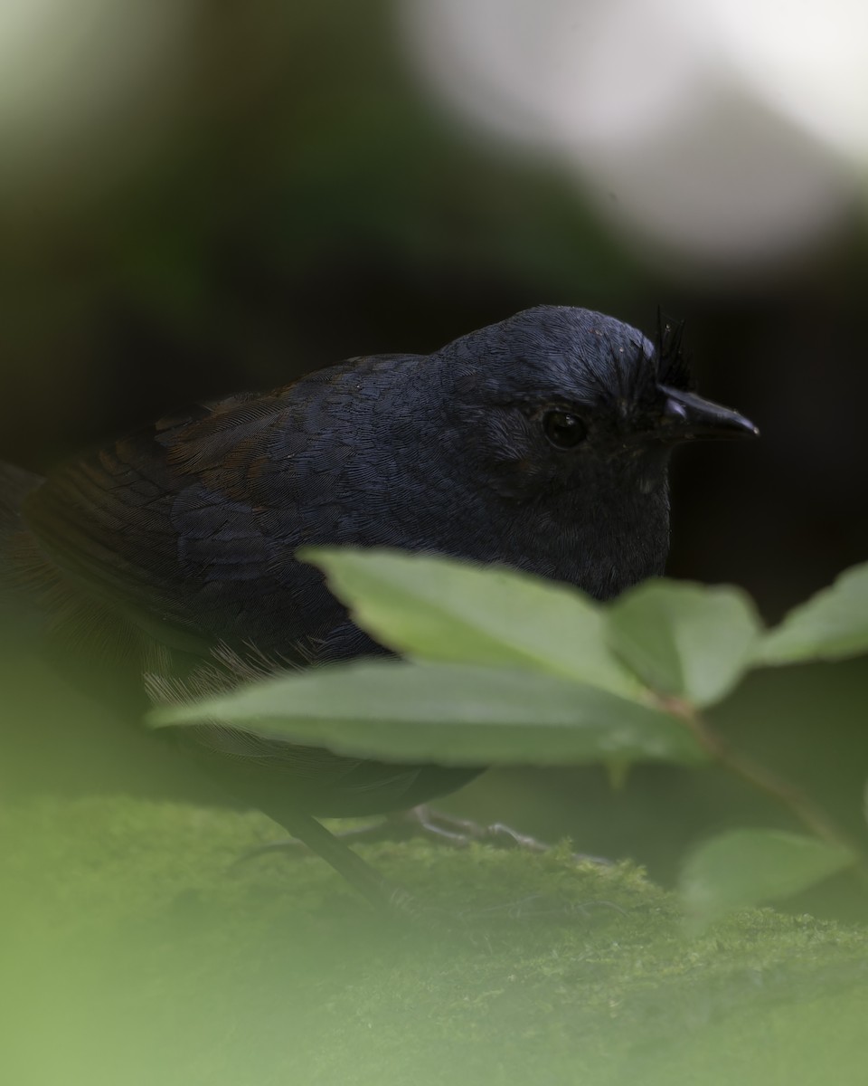 Сизый щетинколоб - ML644642214