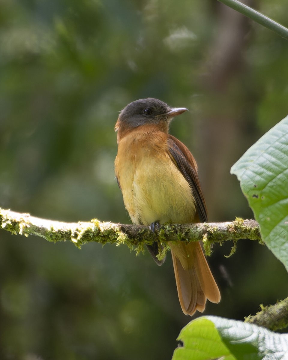 Rufous-tailed Attila - ML644642226