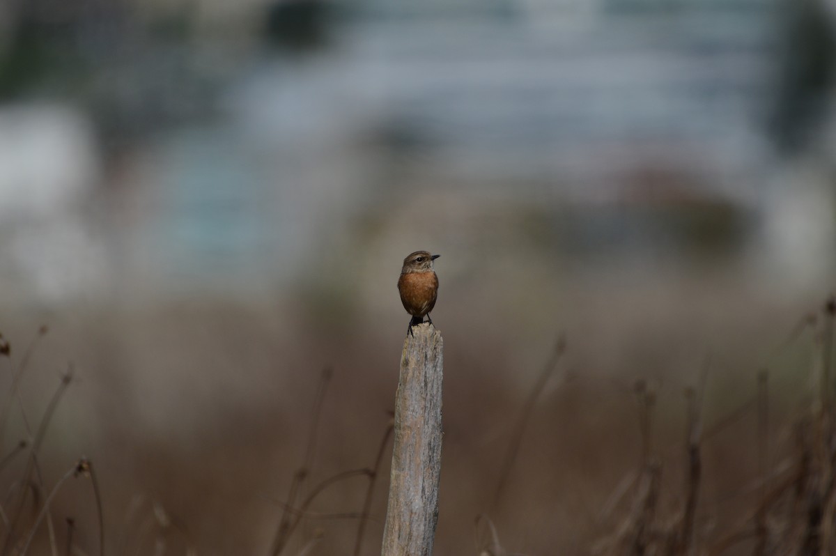 European Stonechat - ML644642233