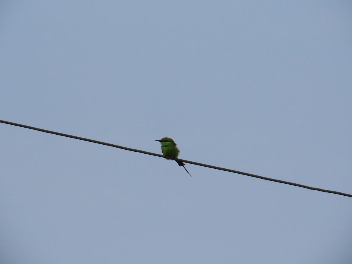 Asian Green Bee-eater - ML644642236