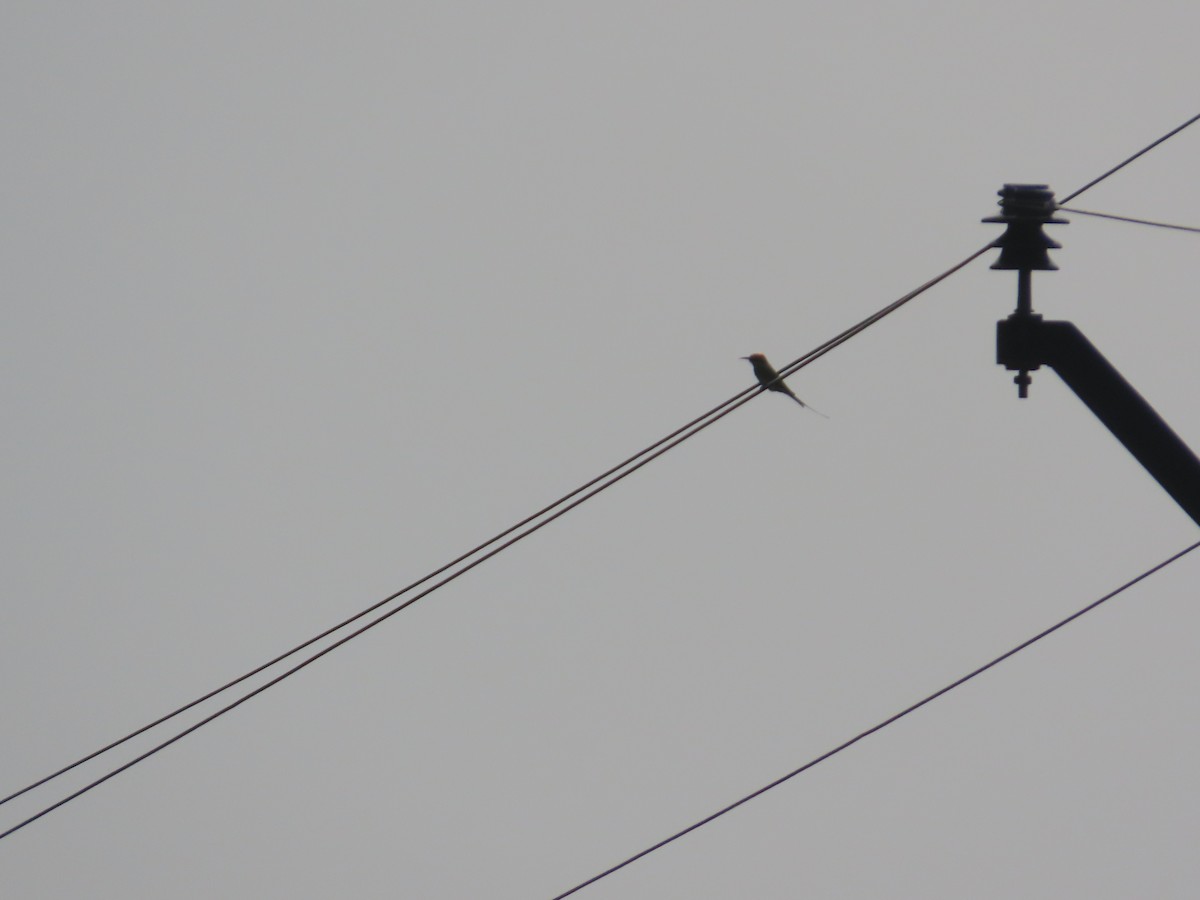 Asian Green Bee-eater - ML644642250