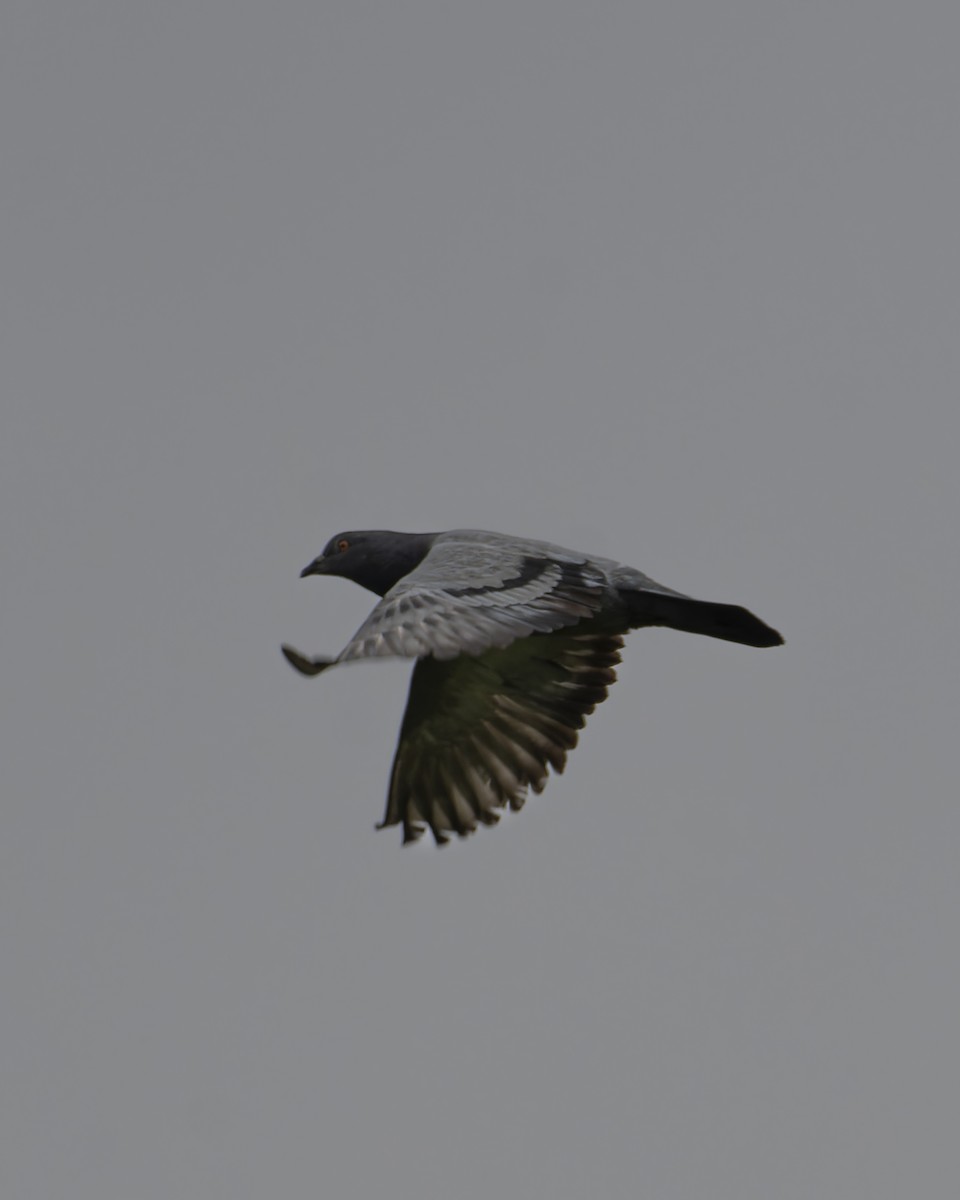 Felsentaube (Straßentaube) - ML644642253