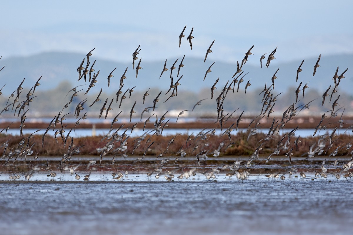 黑腹濱鷸 - ML644642257