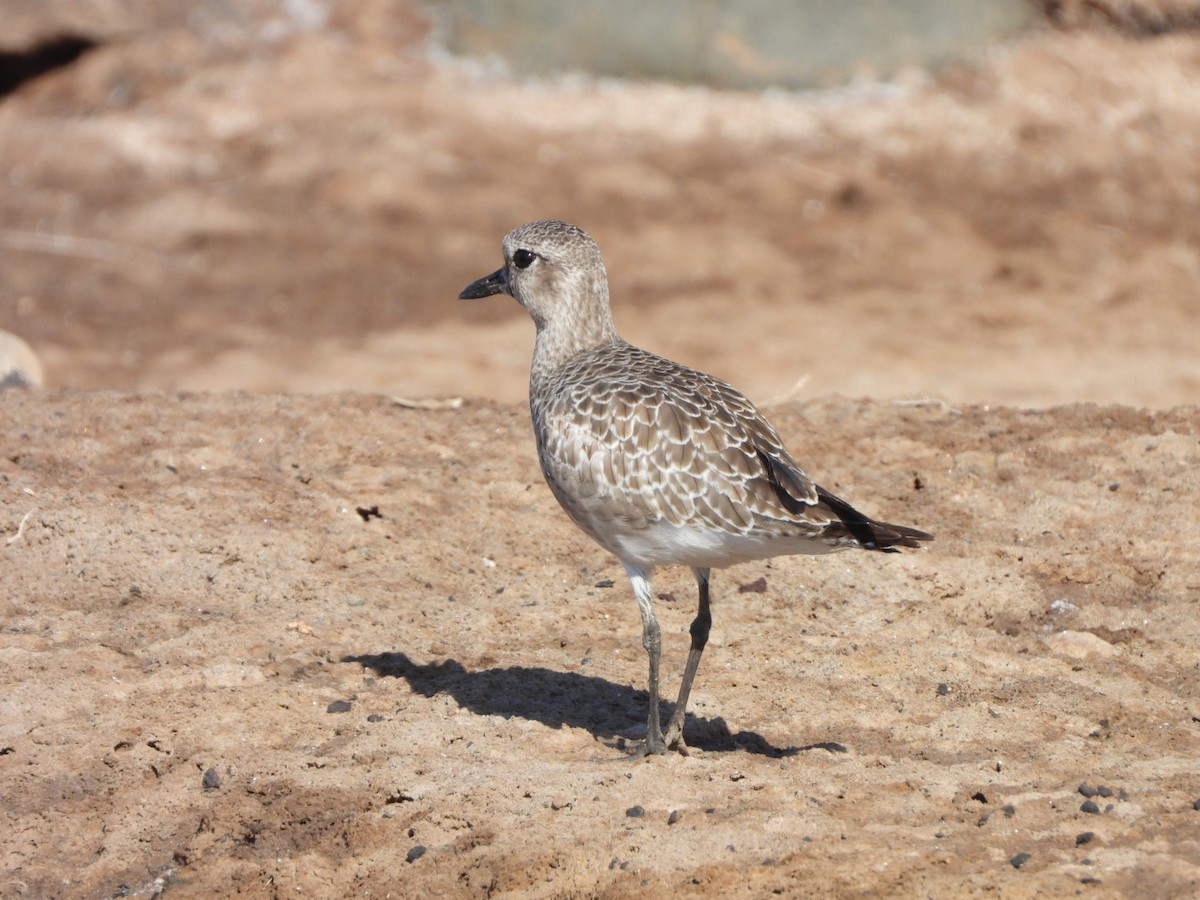 Kiebitzregenpfeifer - ML644642259