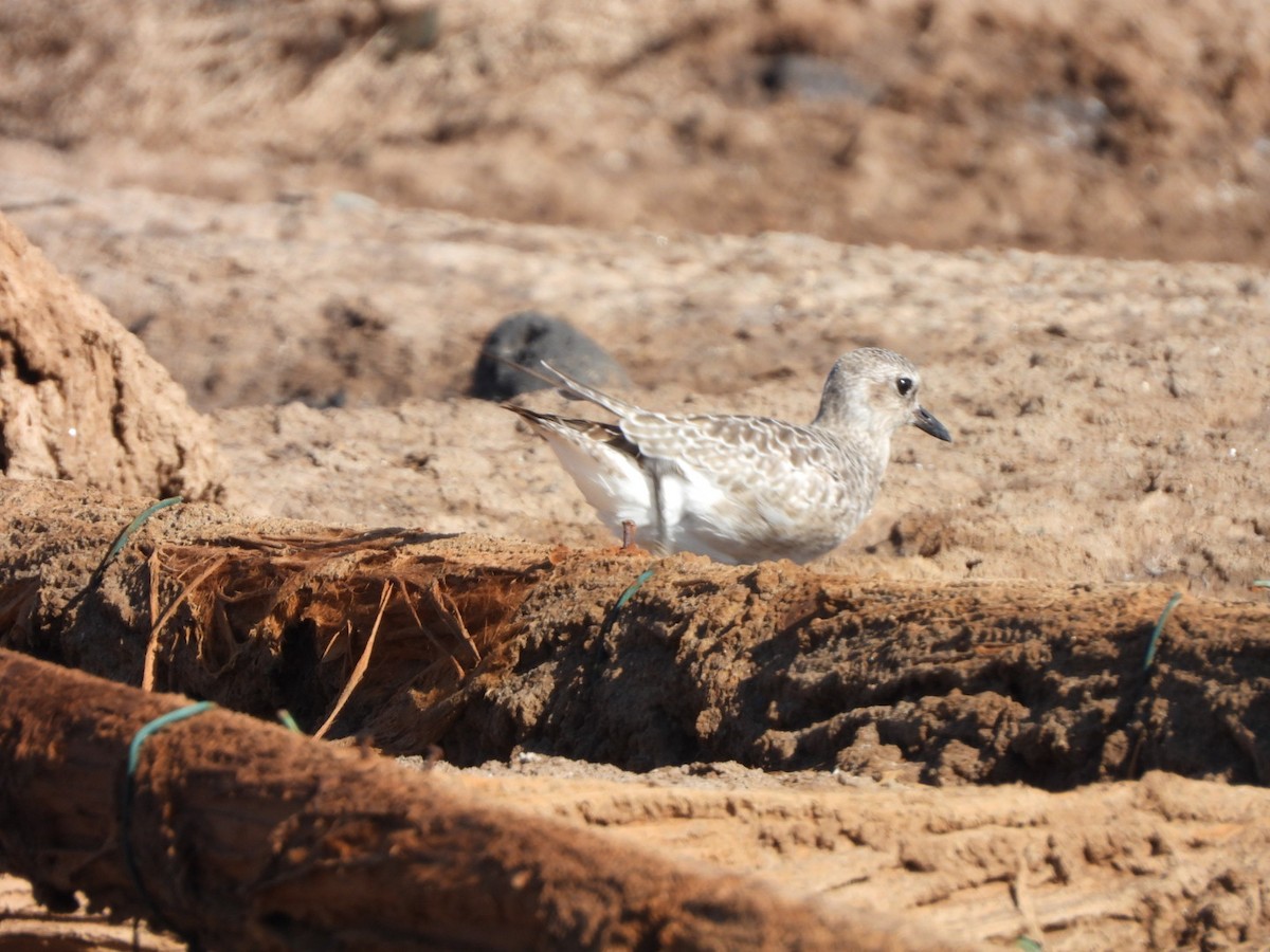 Kiebitzregenpfeifer - ML644642260