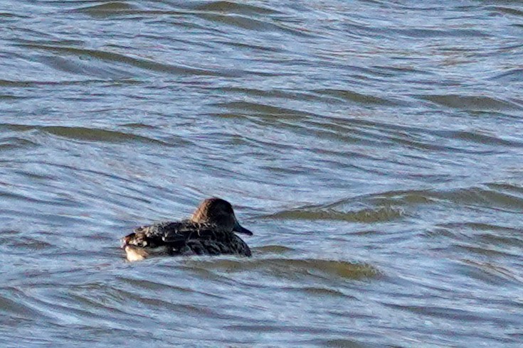 コガモ - ML644642267