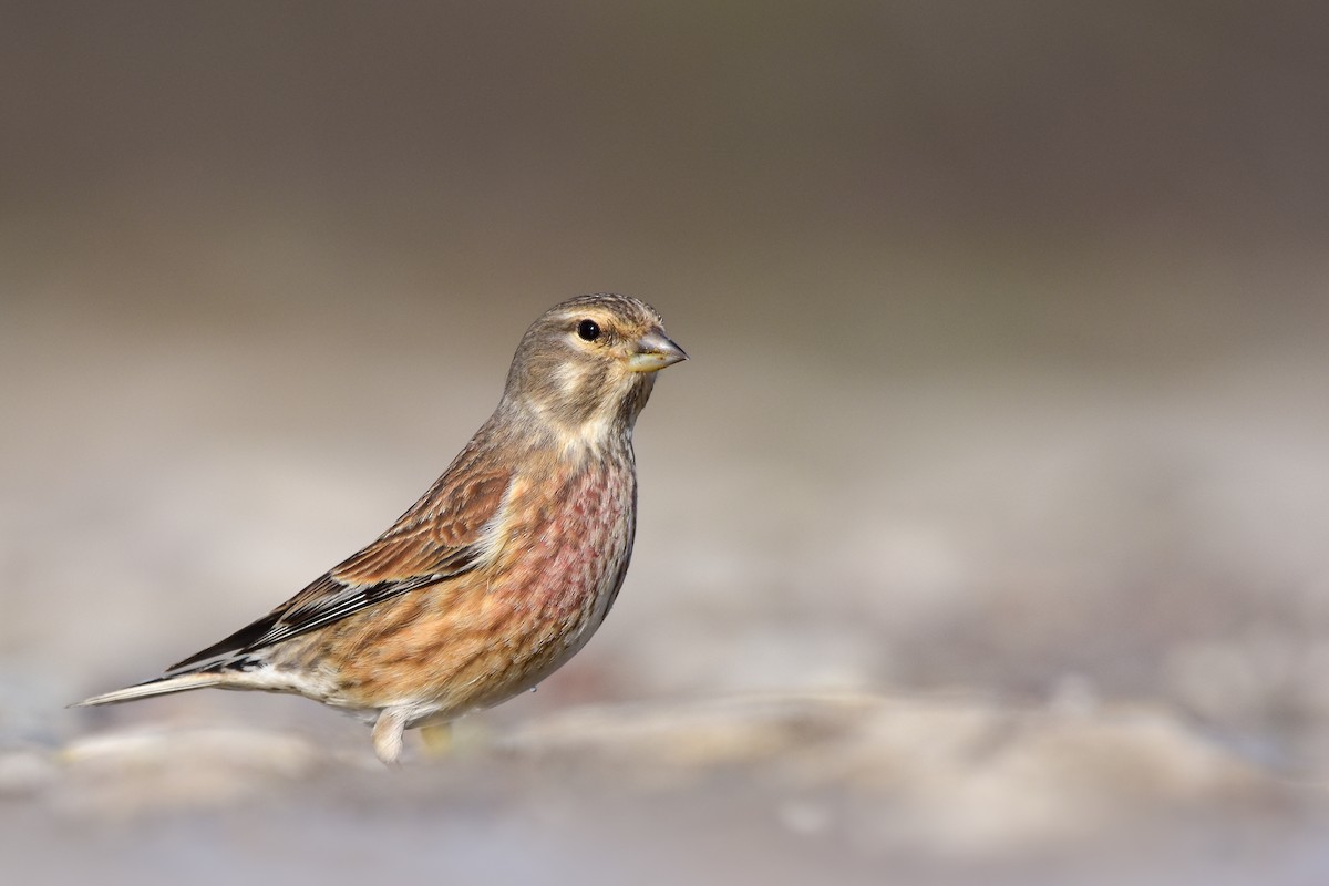 赤胸朱頂雀 - ML644642273