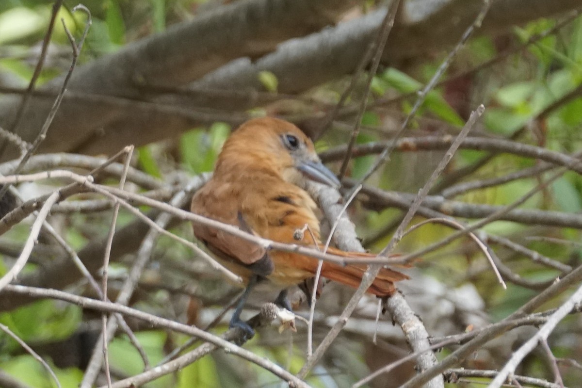 Plain-brown Woodcreeper - ML644642275