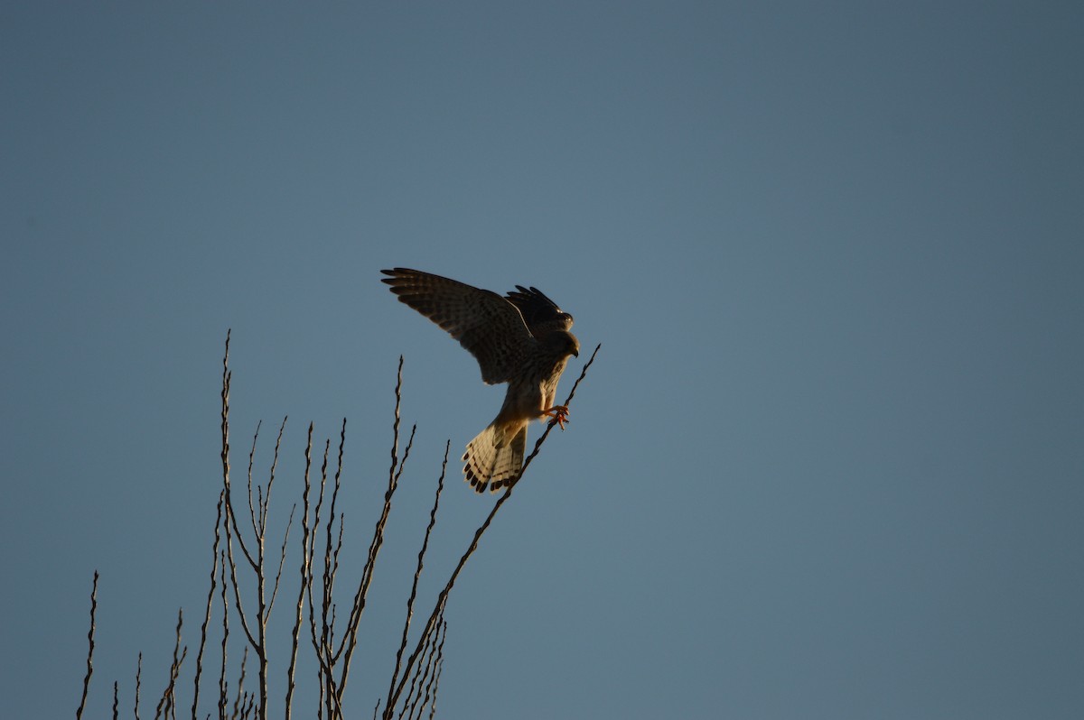 Belatz gorria - ML644642277