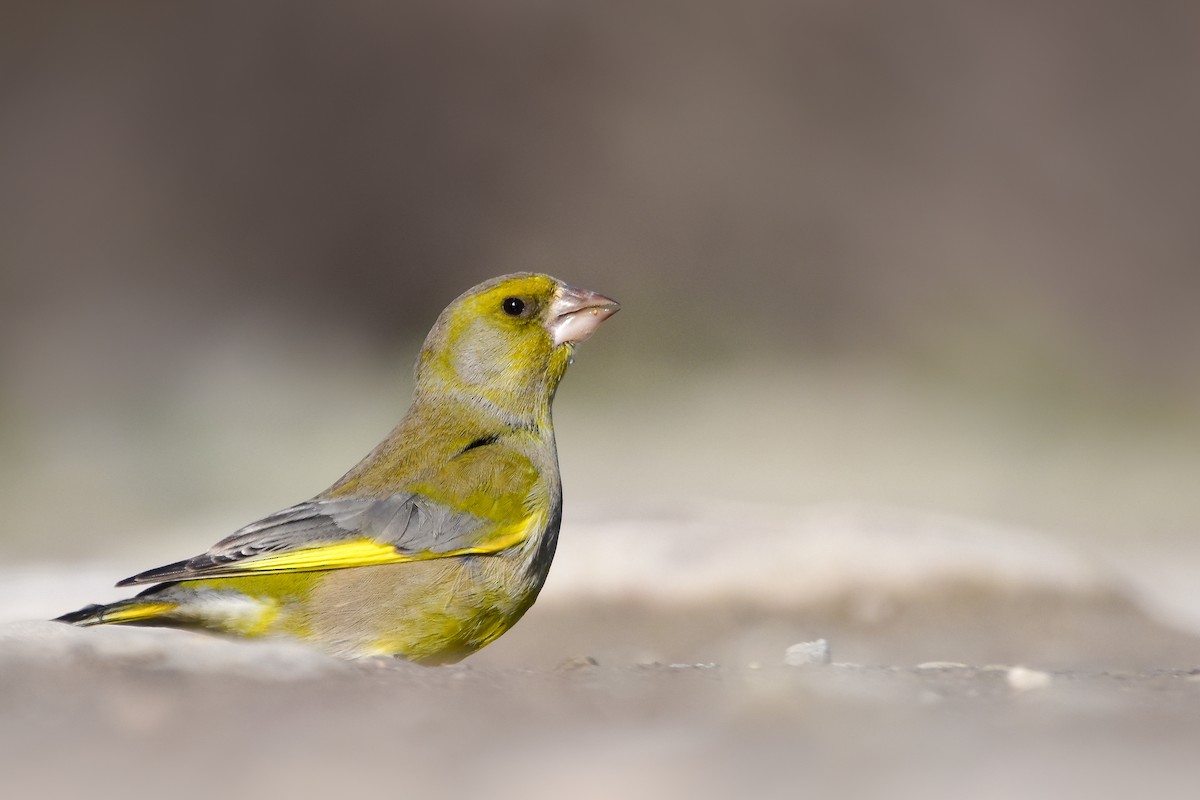 European Greenfinch - ML644642278