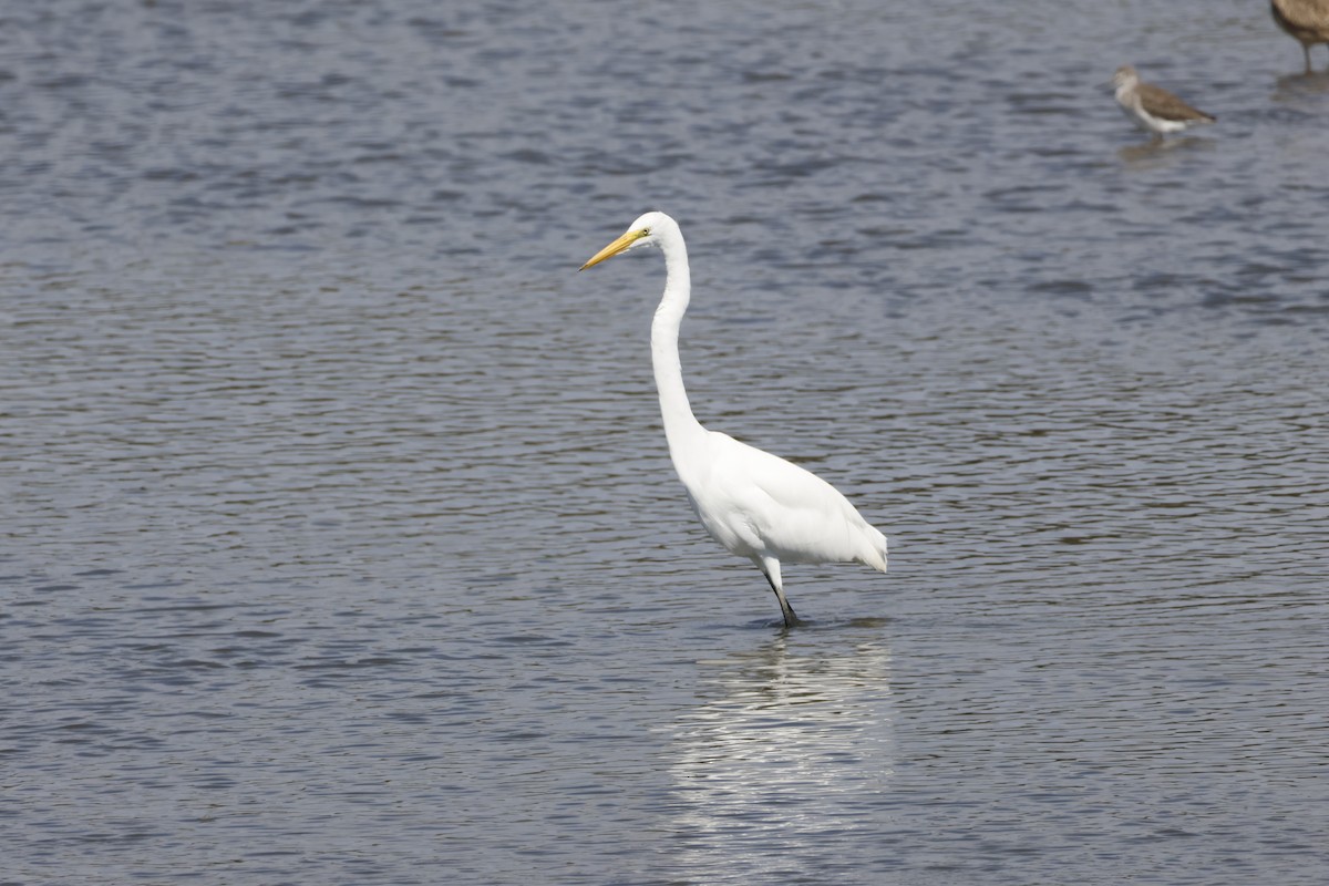 Great Egret - ML644642282