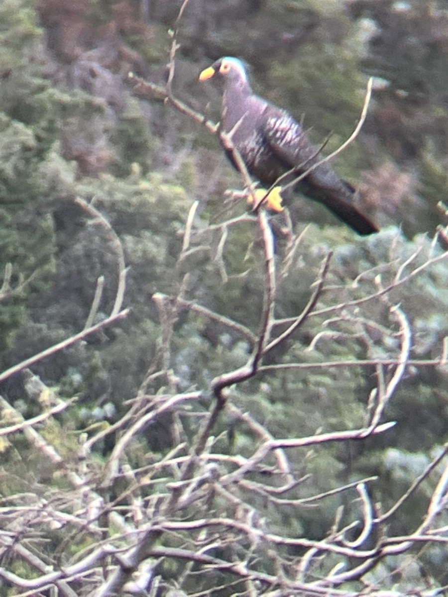 Rameron Pigeon - ML644642283