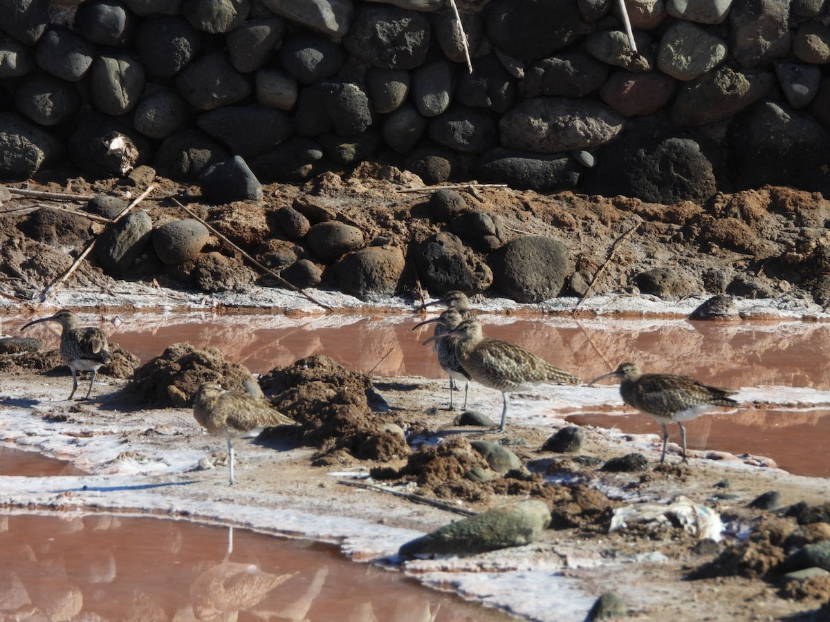 Regenbrachvogel - ML644642287