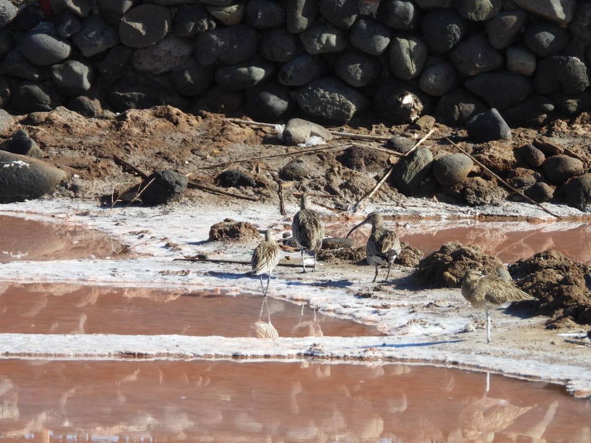 Regenbrachvogel - ML644642288