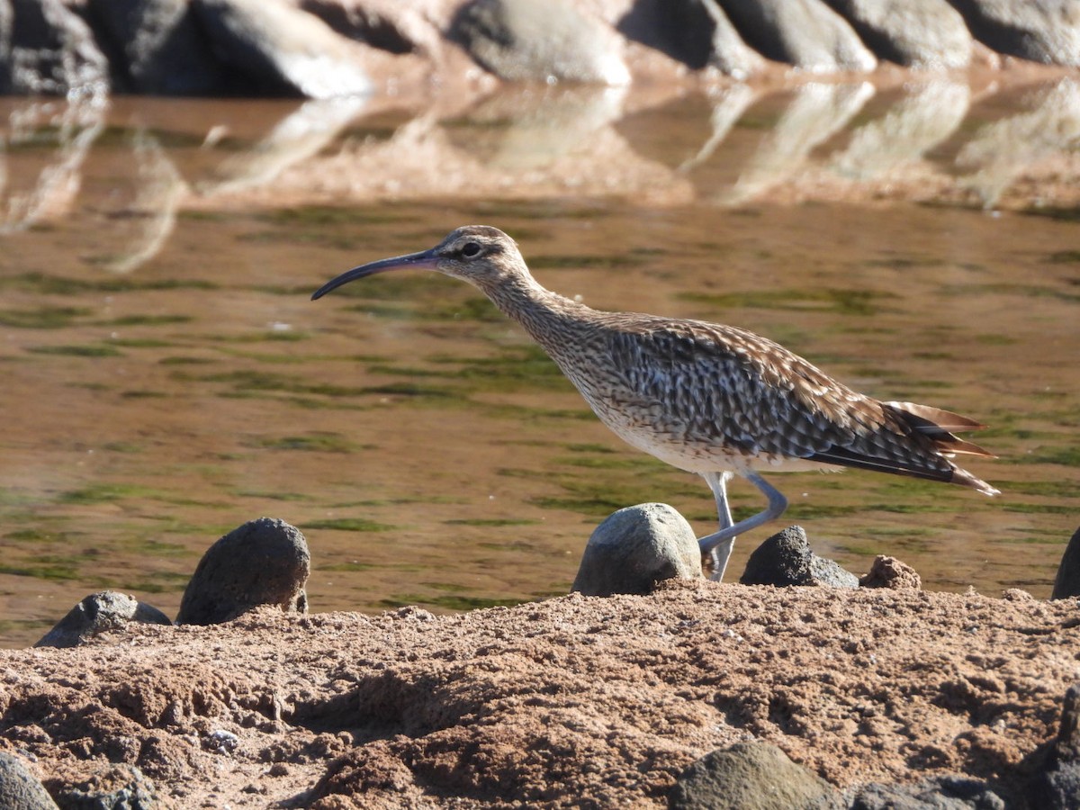 Regenbrachvogel - ML644642289