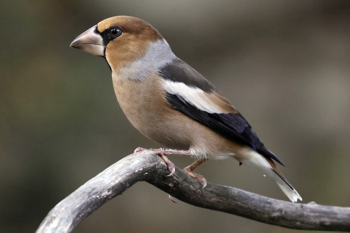 Kernbeißer - ML644642290