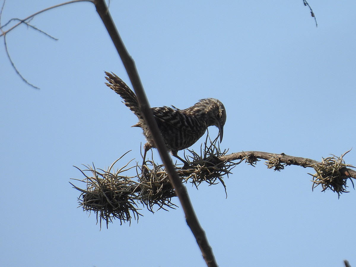 Fasciated Wren - ML644642296