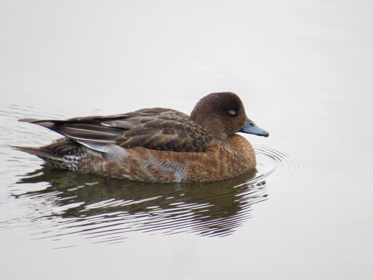 Eurasian Wigeon - ML644642298