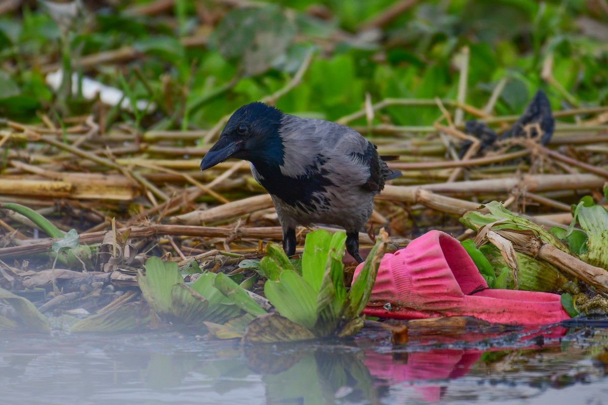 Hooded Crow - ML644642300