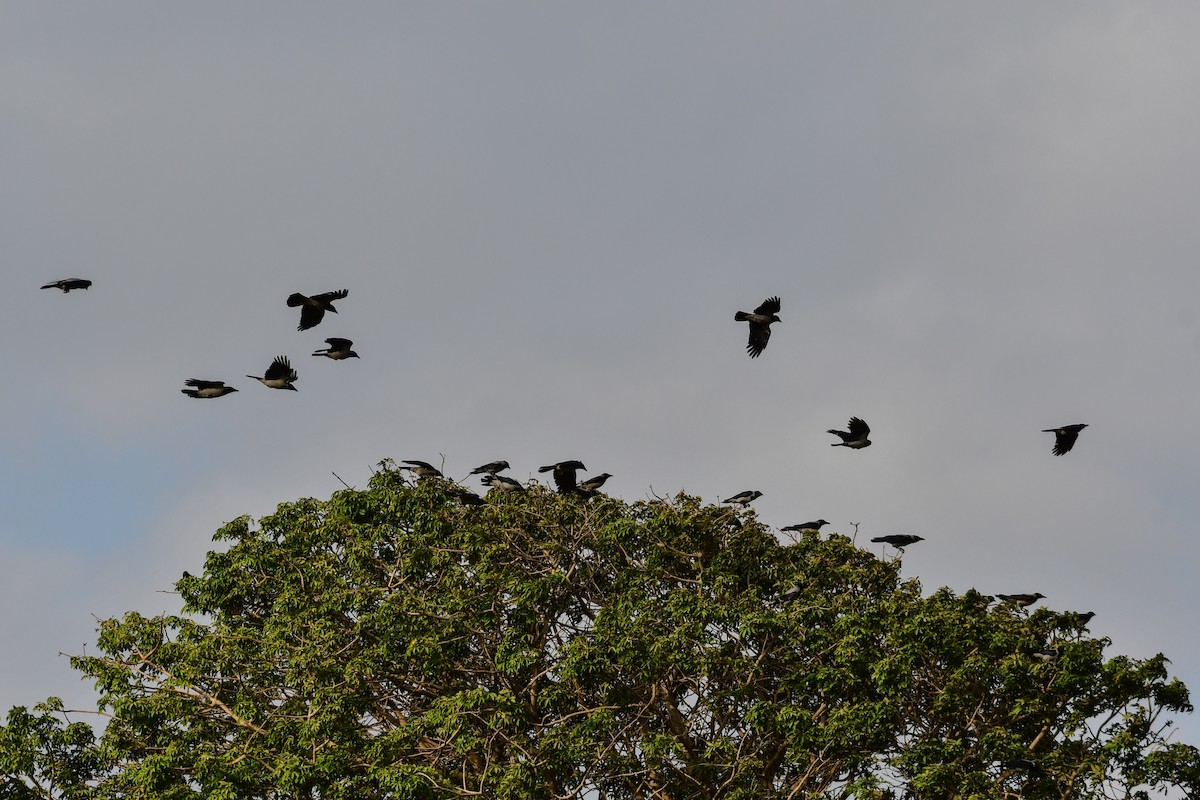 Hooded Crow - ML644642301