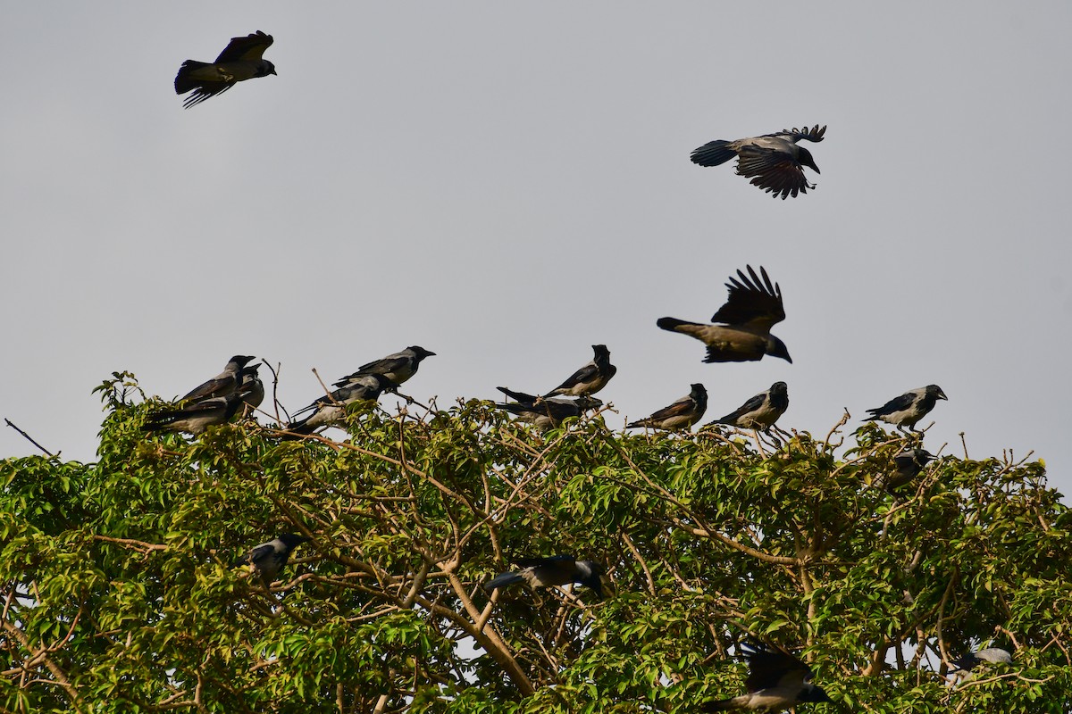 Hooded Crow - ML644642302