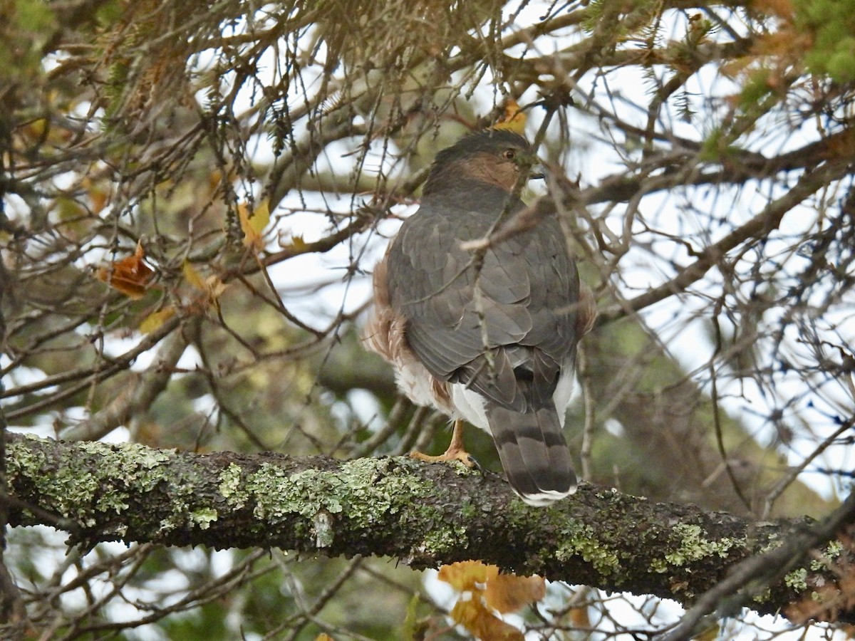 Cooper's Hawk - ML644642303
