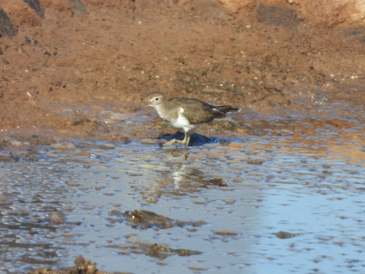 Flussuferläufer - ML644642308