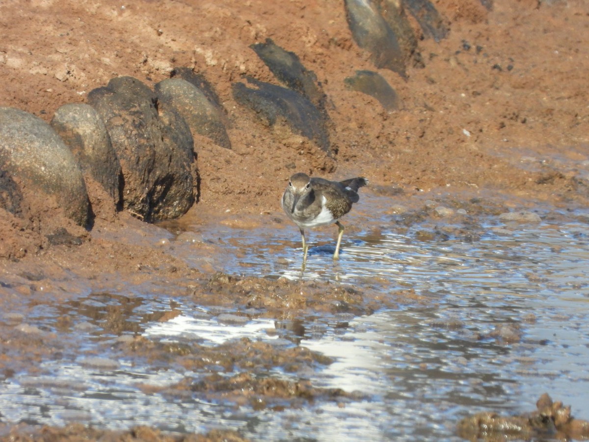 Flussuferläufer - ML644642309