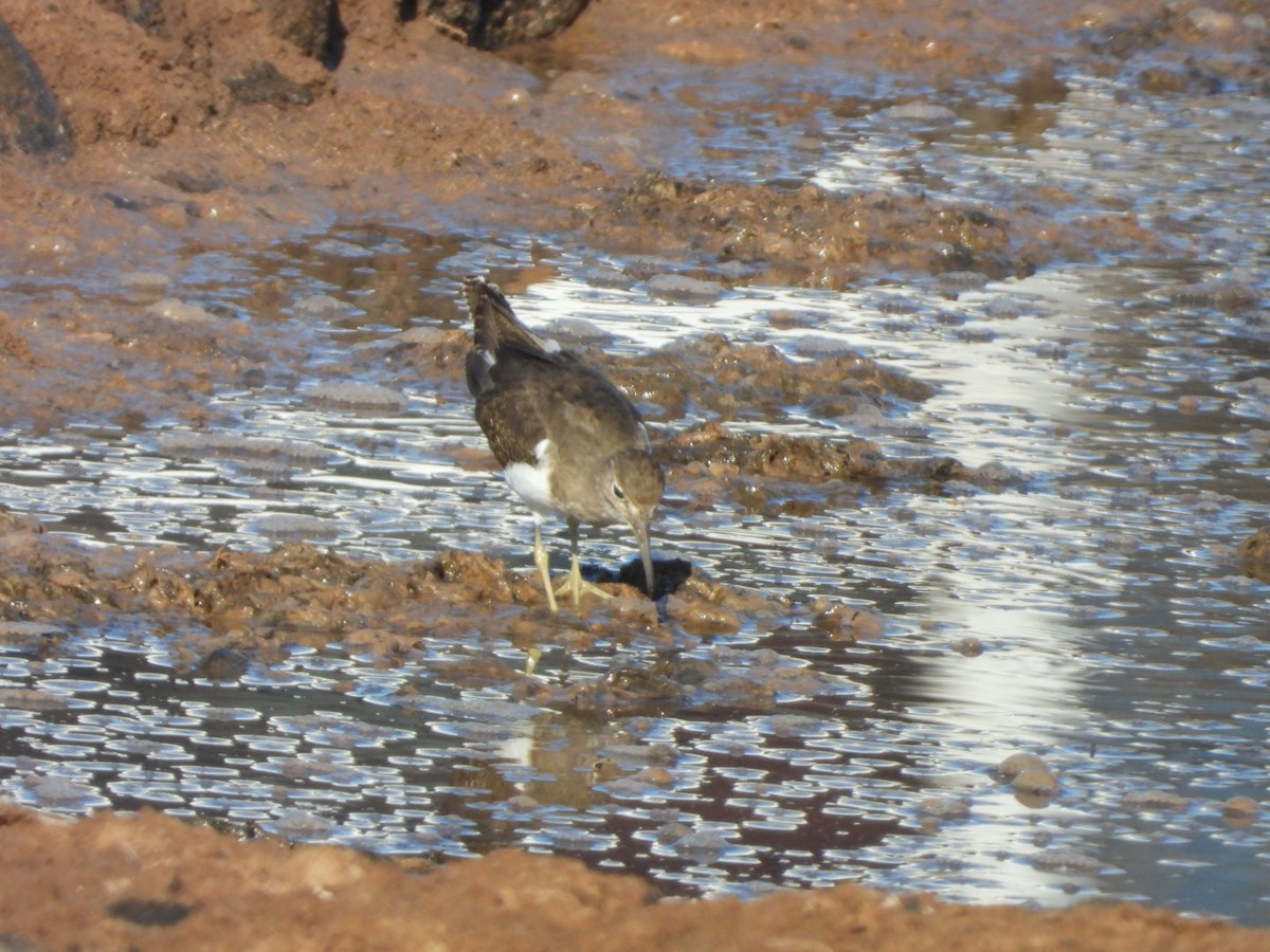 Flussuferläufer - ML644642310