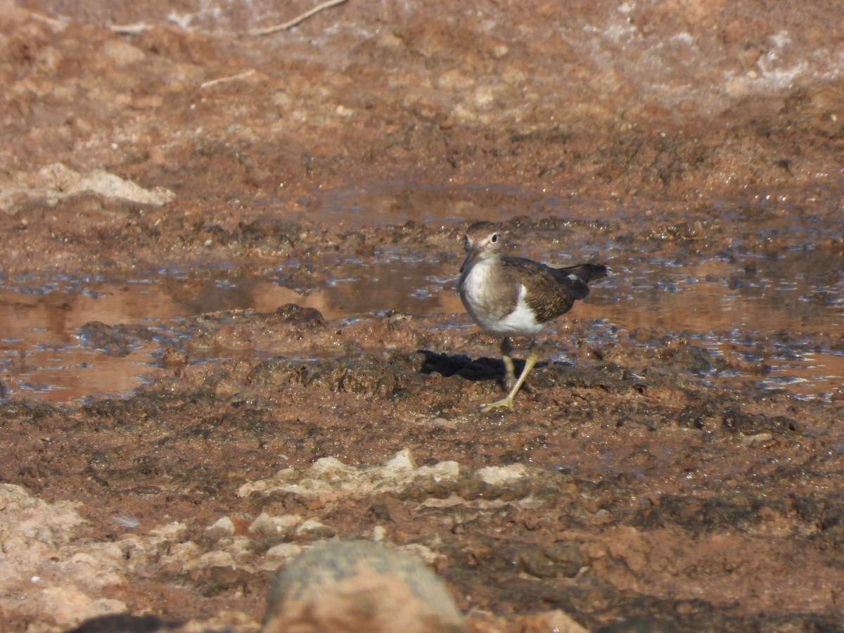 Flussuferläufer - ML644642311