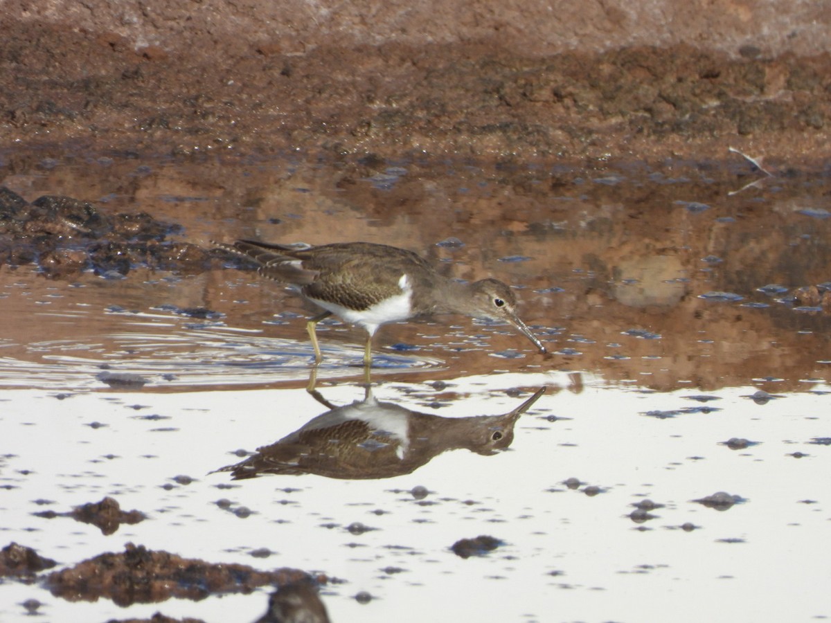 Flussuferläufer - ML644642312