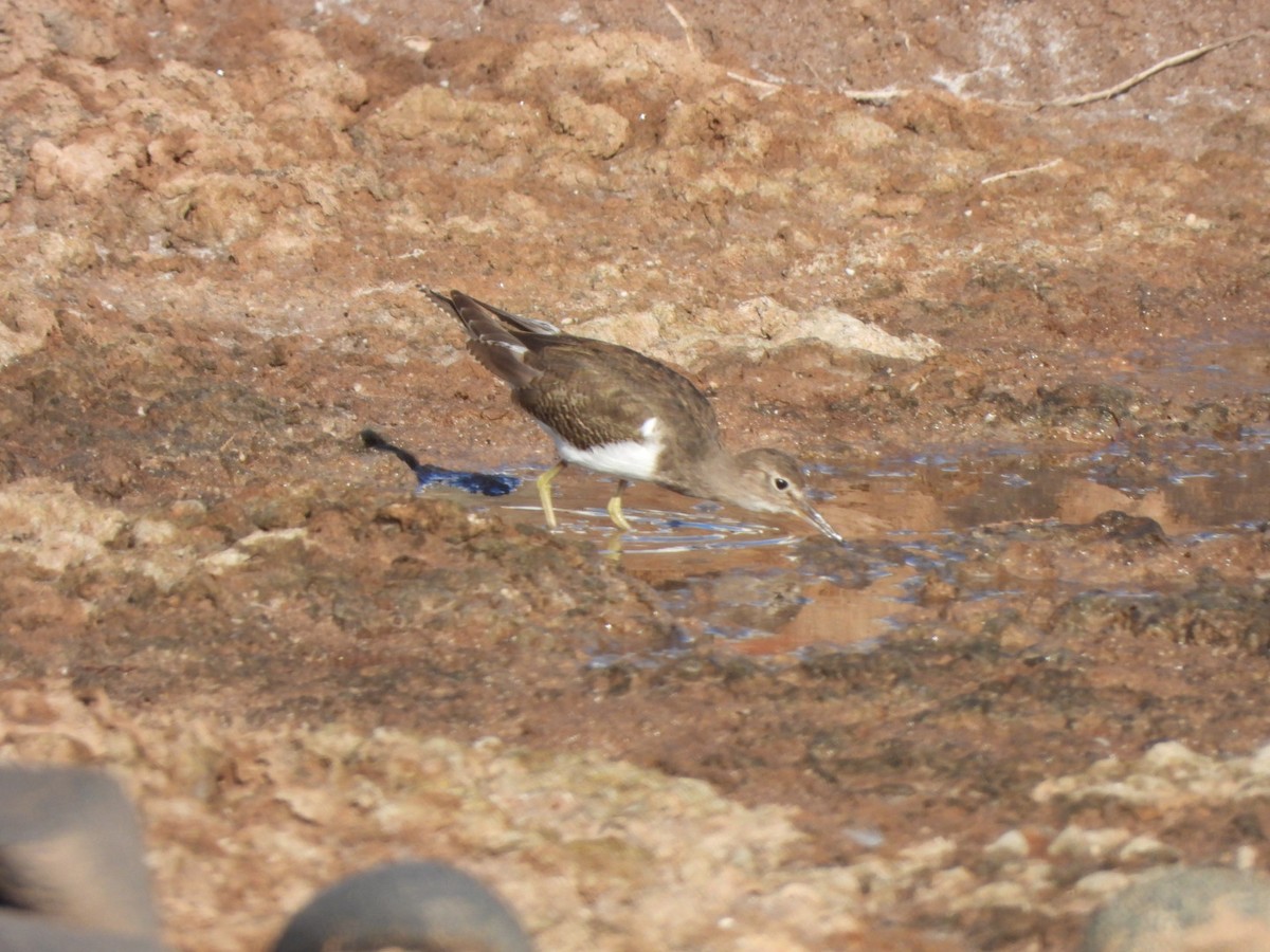 Flussuferläufer - ML644642313