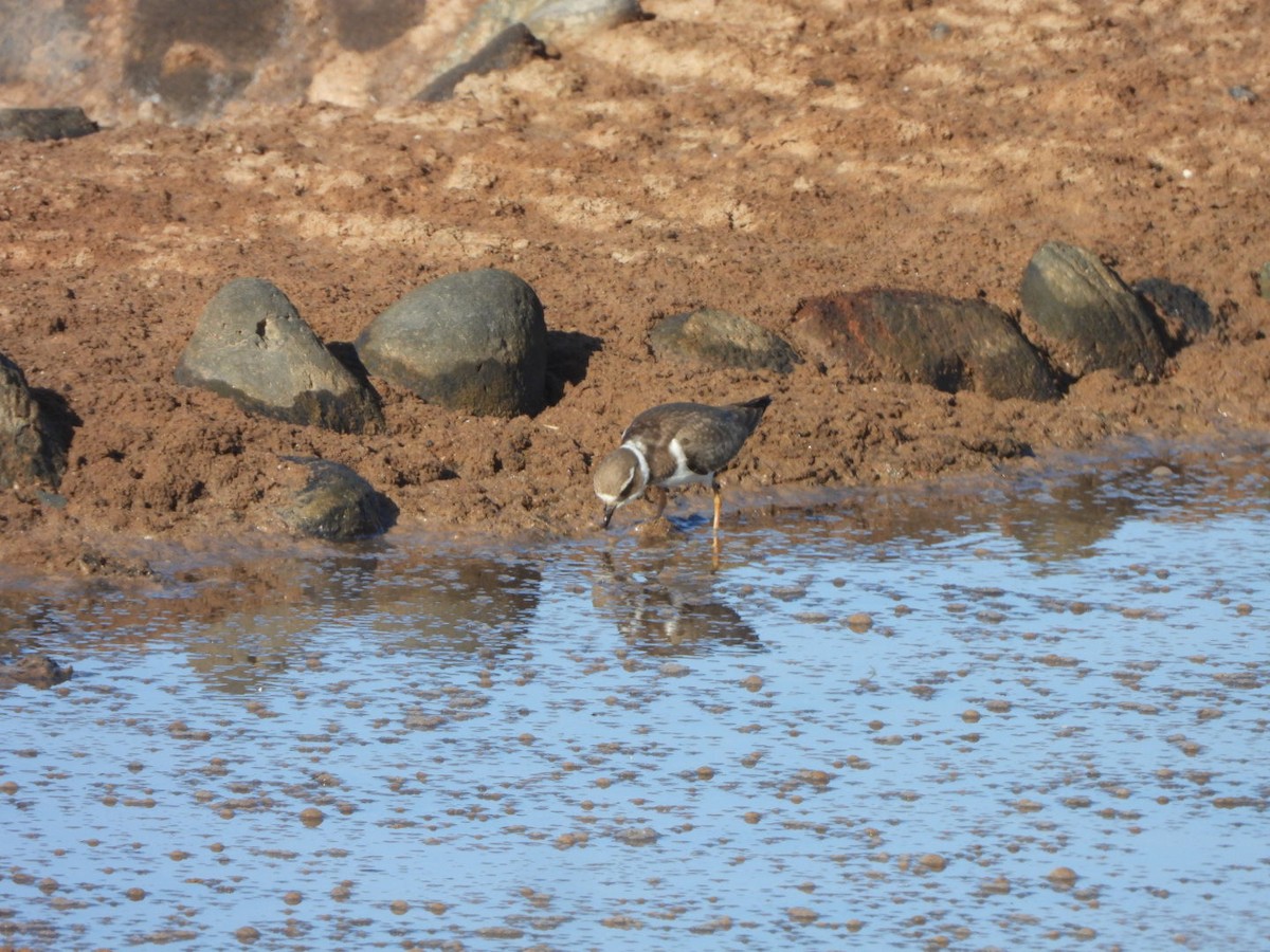 Flussuferläufer - ML644642314
