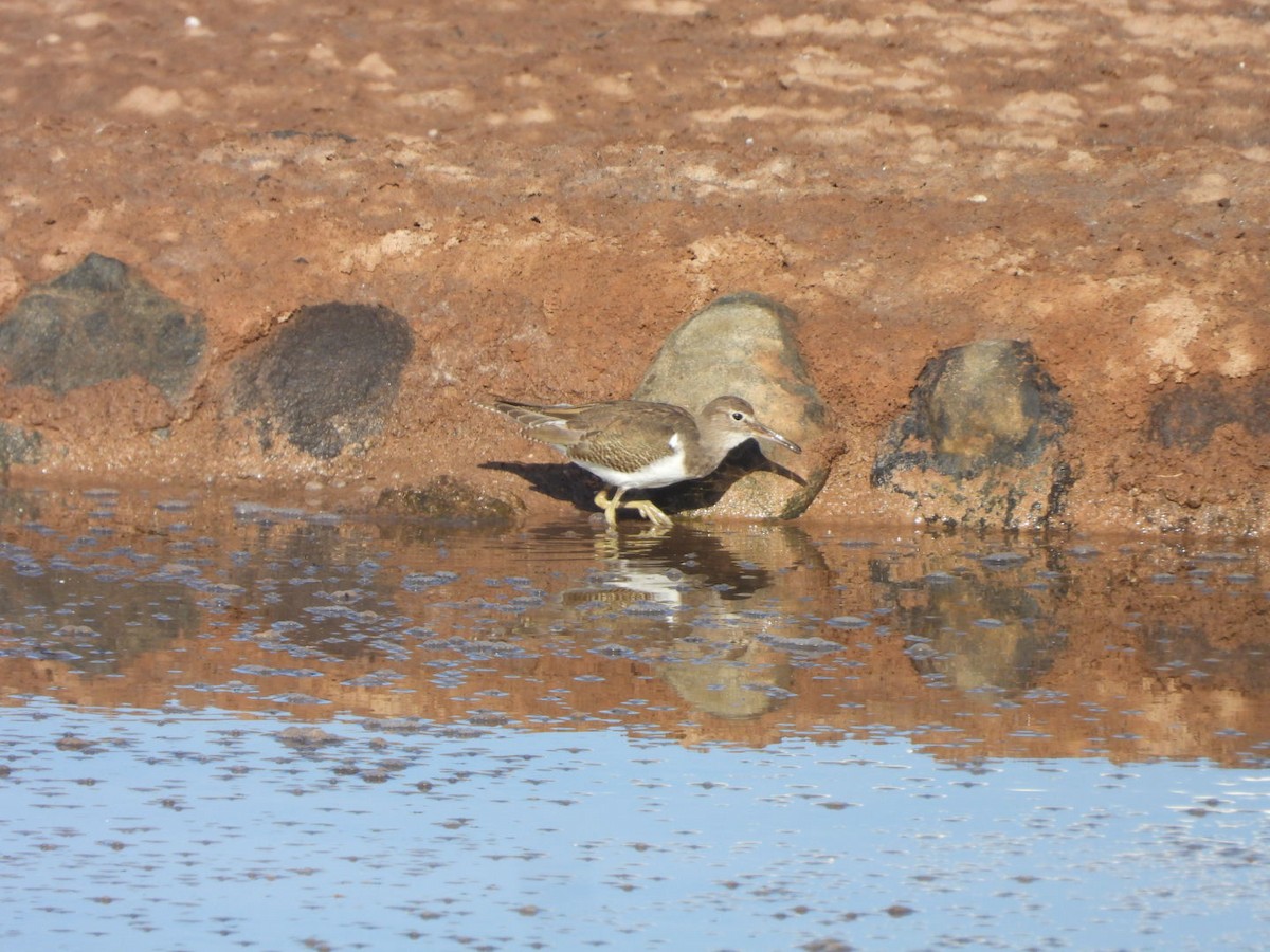 Flussuferläufer - ML644642315