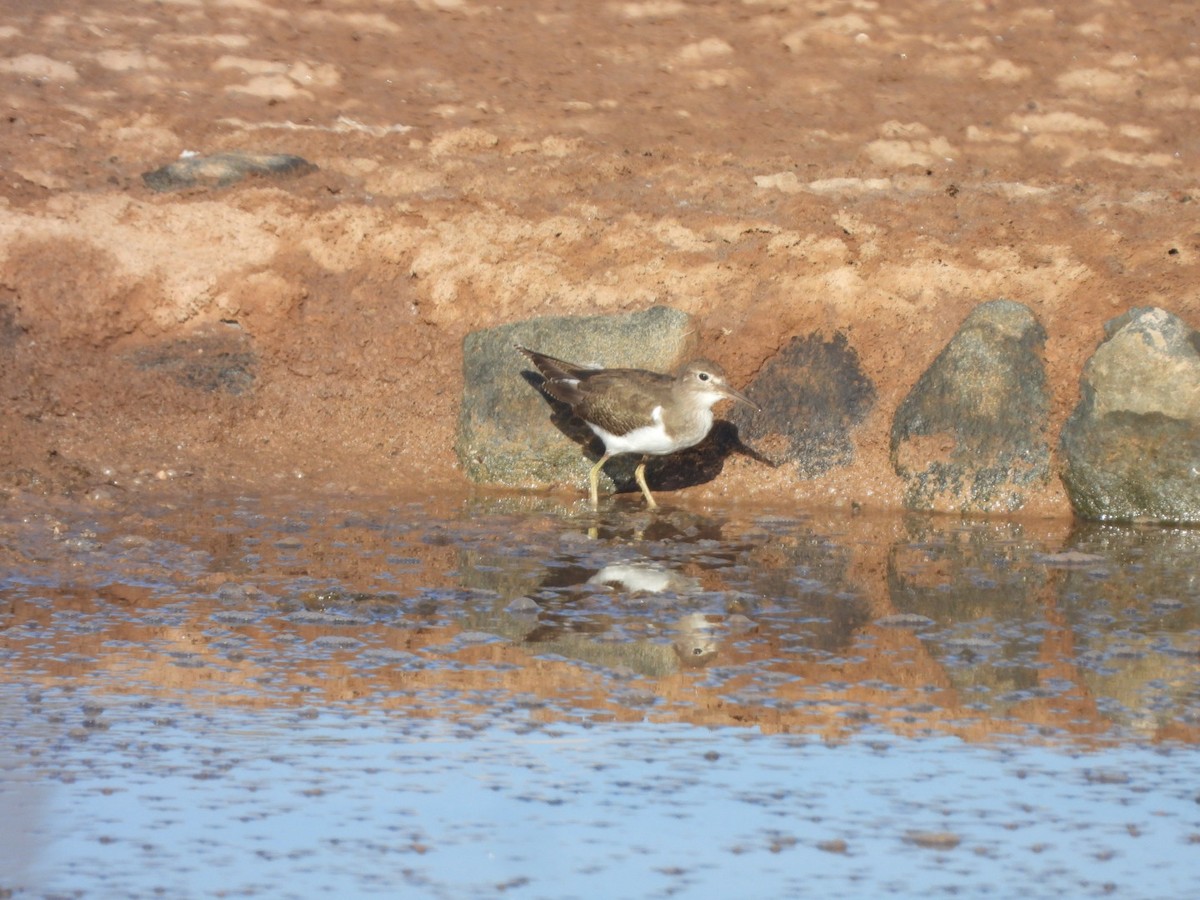 Flussuferläufer - ML644642316