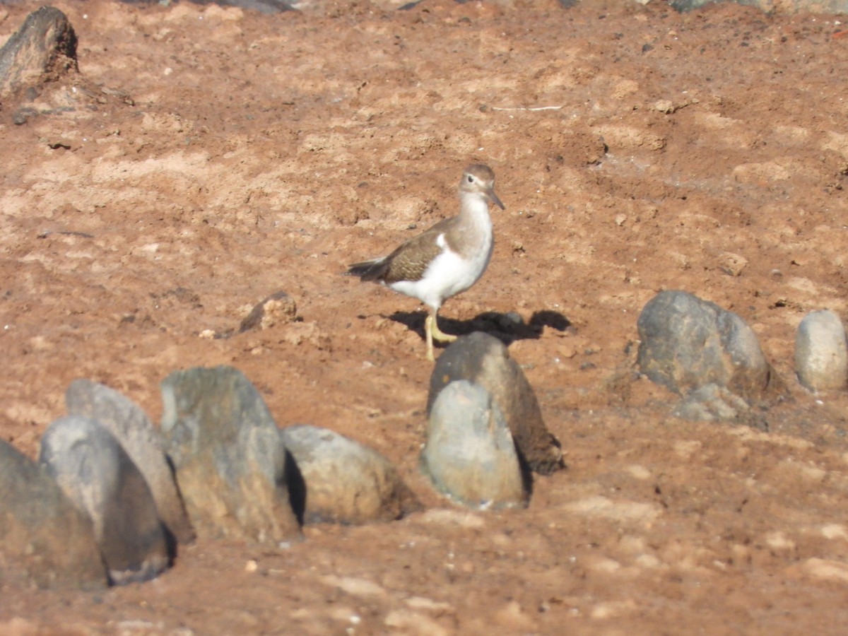 Flussuferläufer - ML644642317