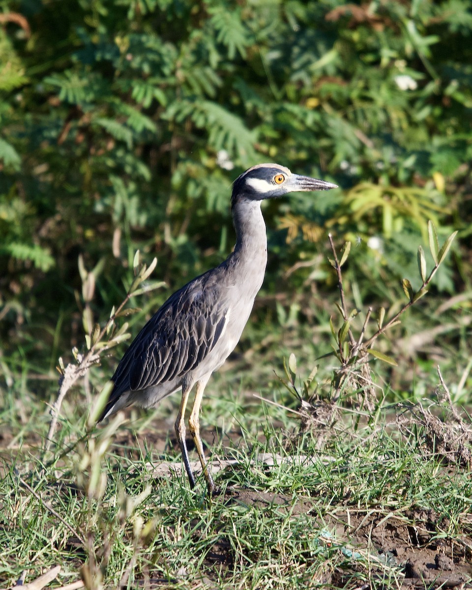 אנפת לילה צהובת-כיפה - ML644642319
