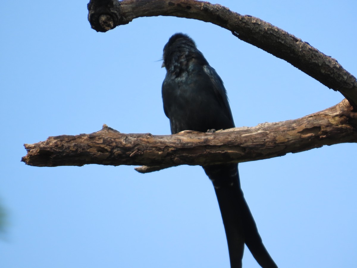 drongo černý - ML644642322