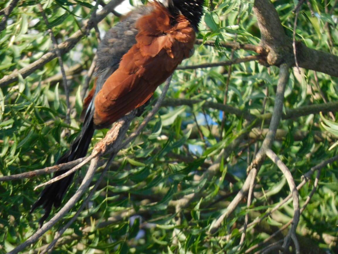 storsporegjøk - ML644642323